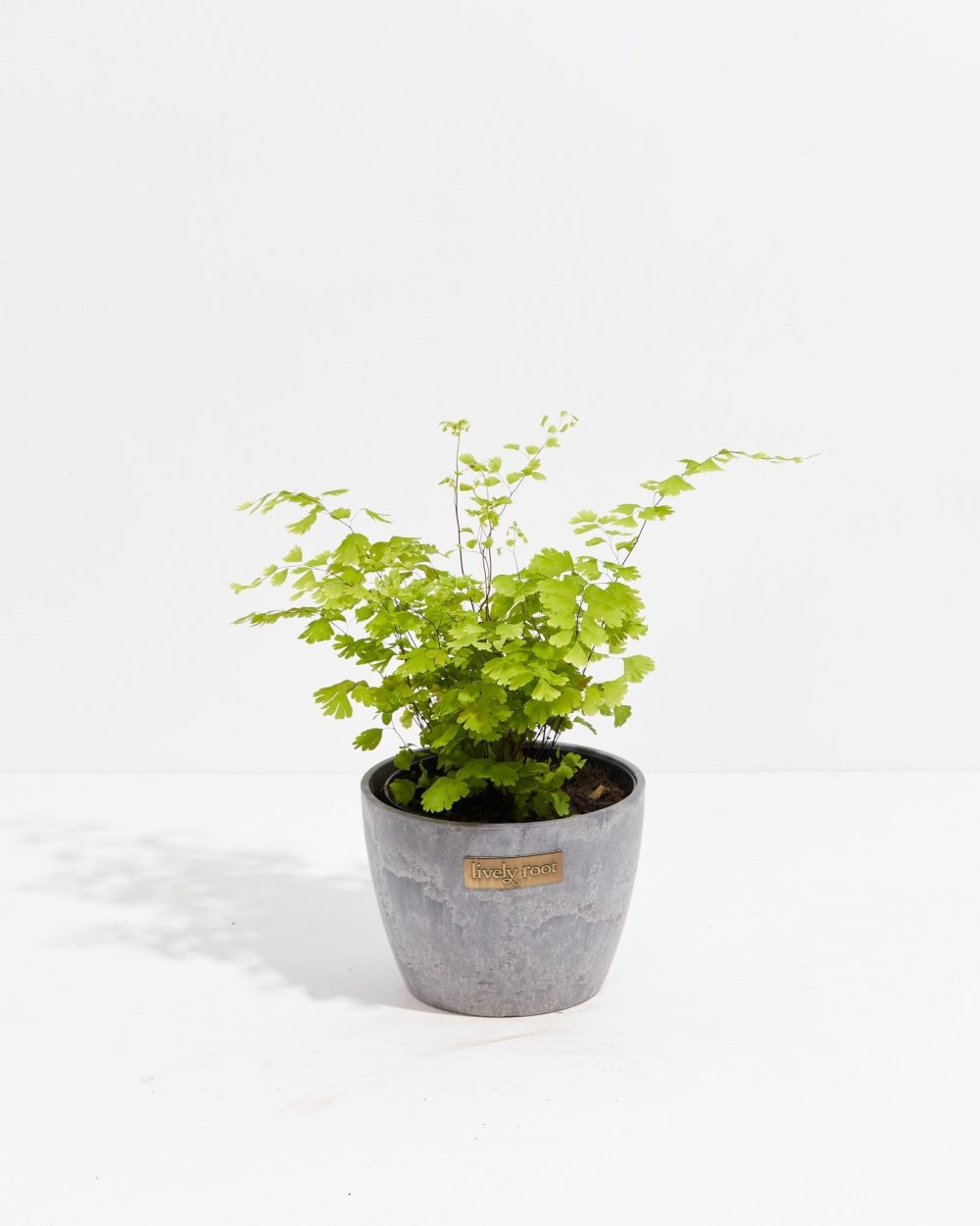 Maidenhair Fern - Image 14