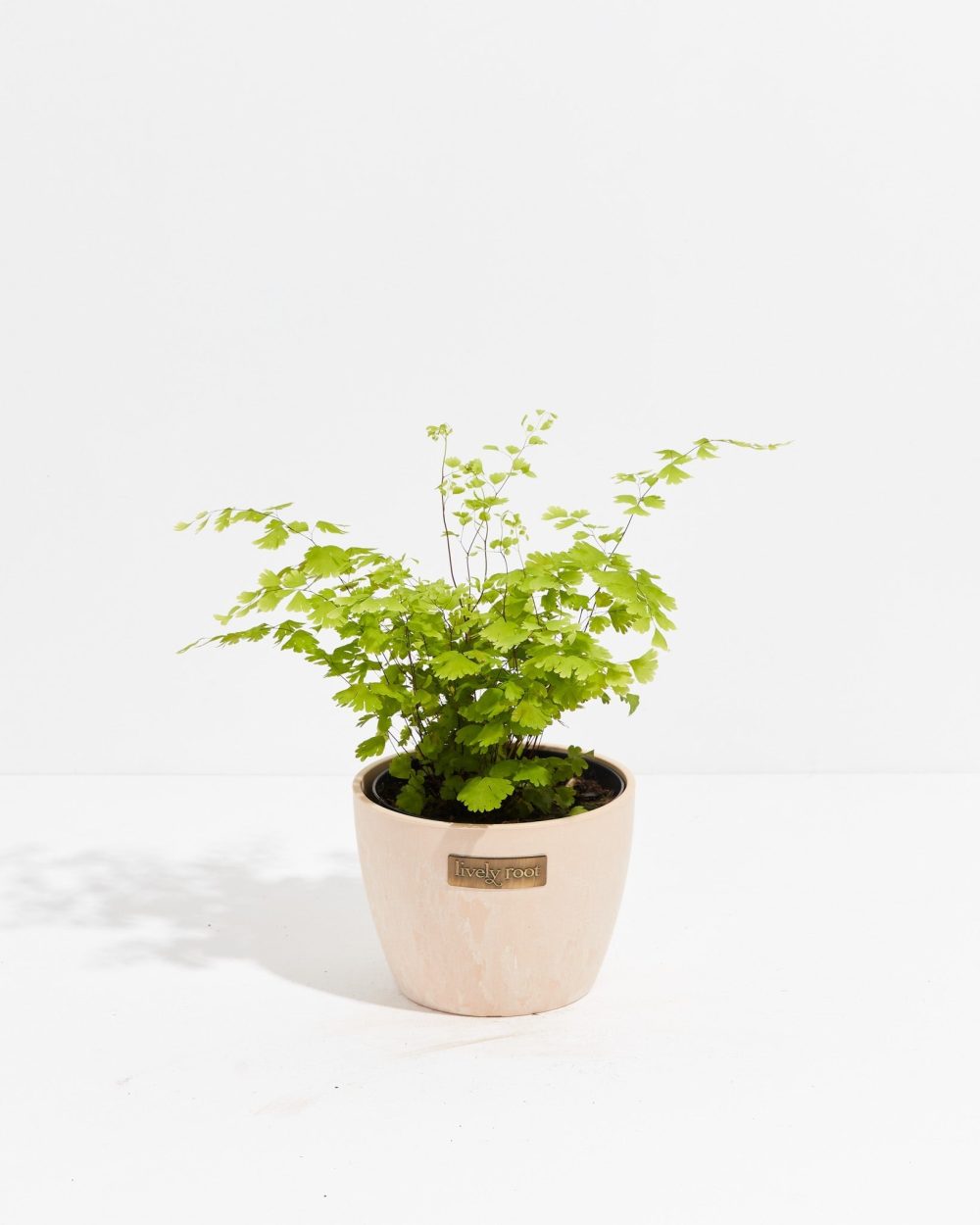 Maidenhair Fern - Image 16