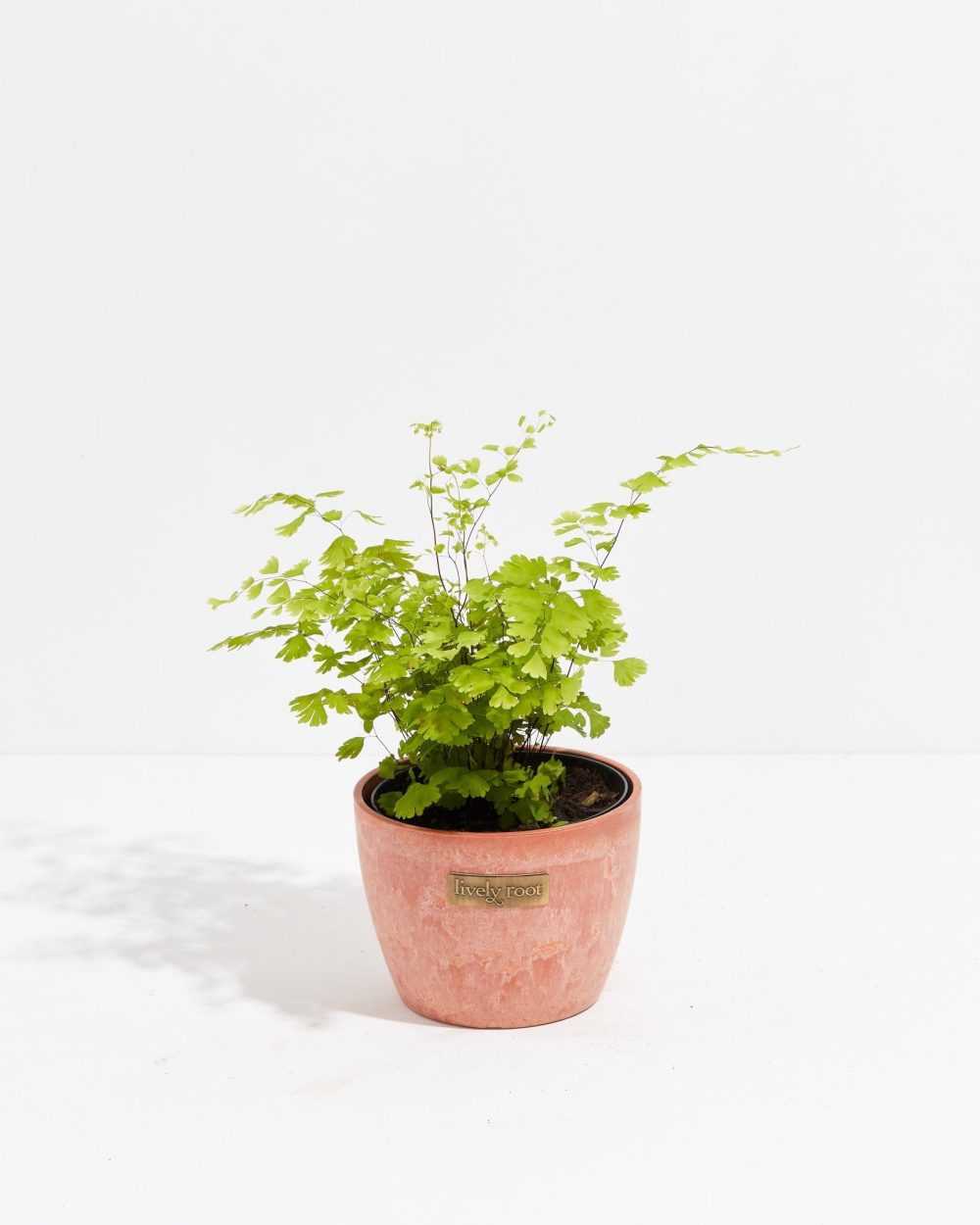 Maidenhair Fern - Image 15