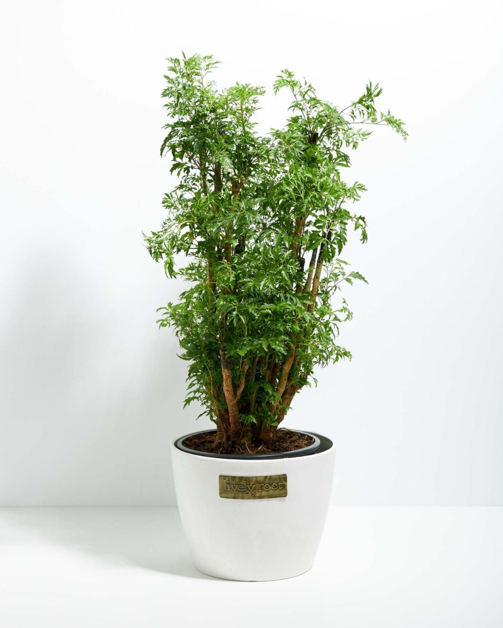 Aralia Ming Stump - Image 14