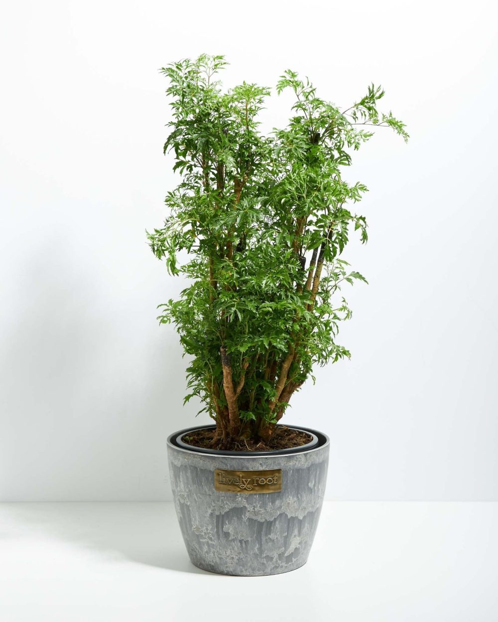 Aralia Ming Stump - Image 15