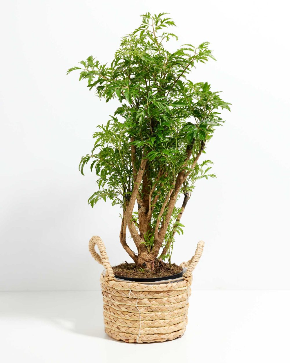 Aralia Ming Stump - Image 16