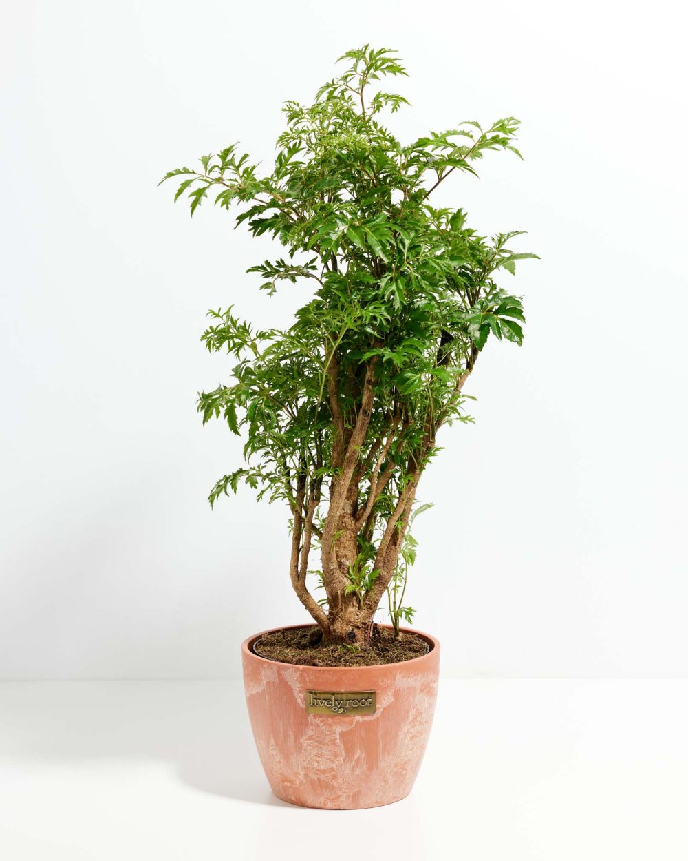 Aralia Ming Stump - Image 12