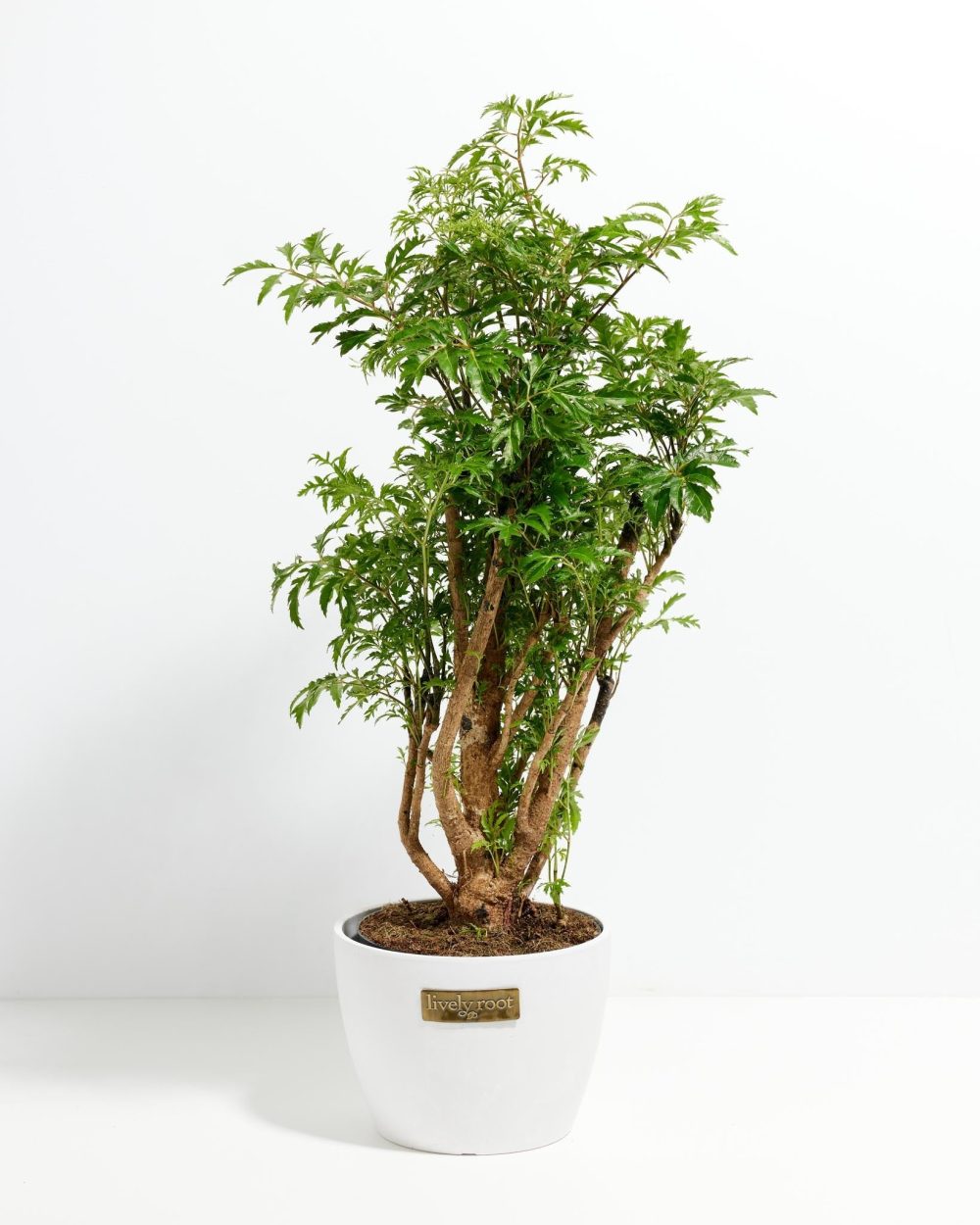 Aralia Ming Stump - Image 10