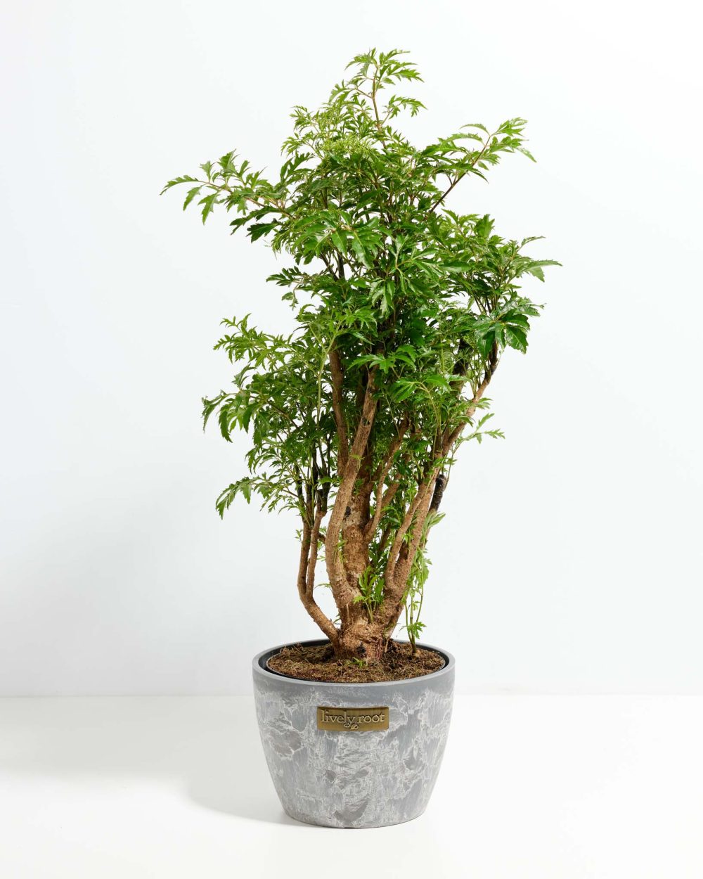 Aralia Ming Stump - Image 11