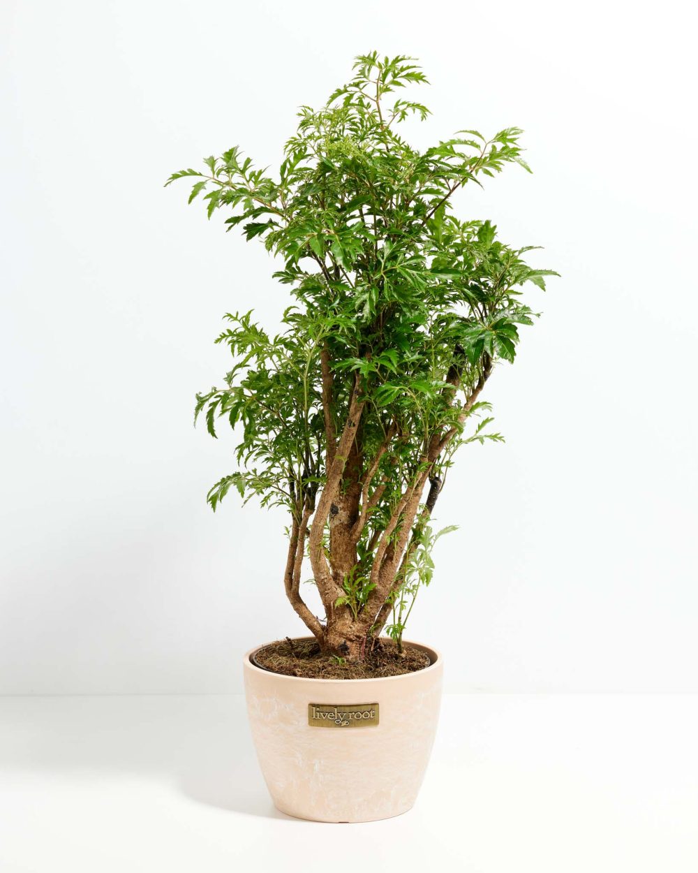 Aralia Ming Stump - Image 13