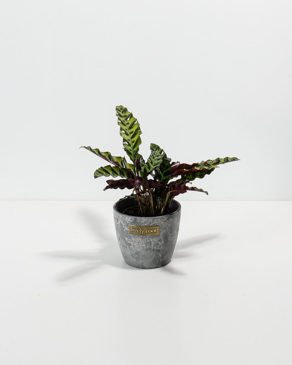 Calathea Rattlesnake - Image 6