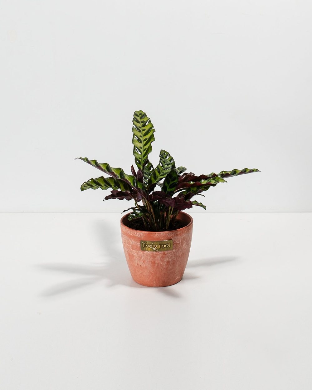 Calathea Rattlesnake - Image 7