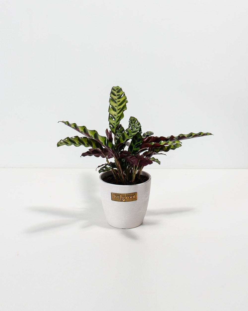 Calathea Rattlesnake - Image 5