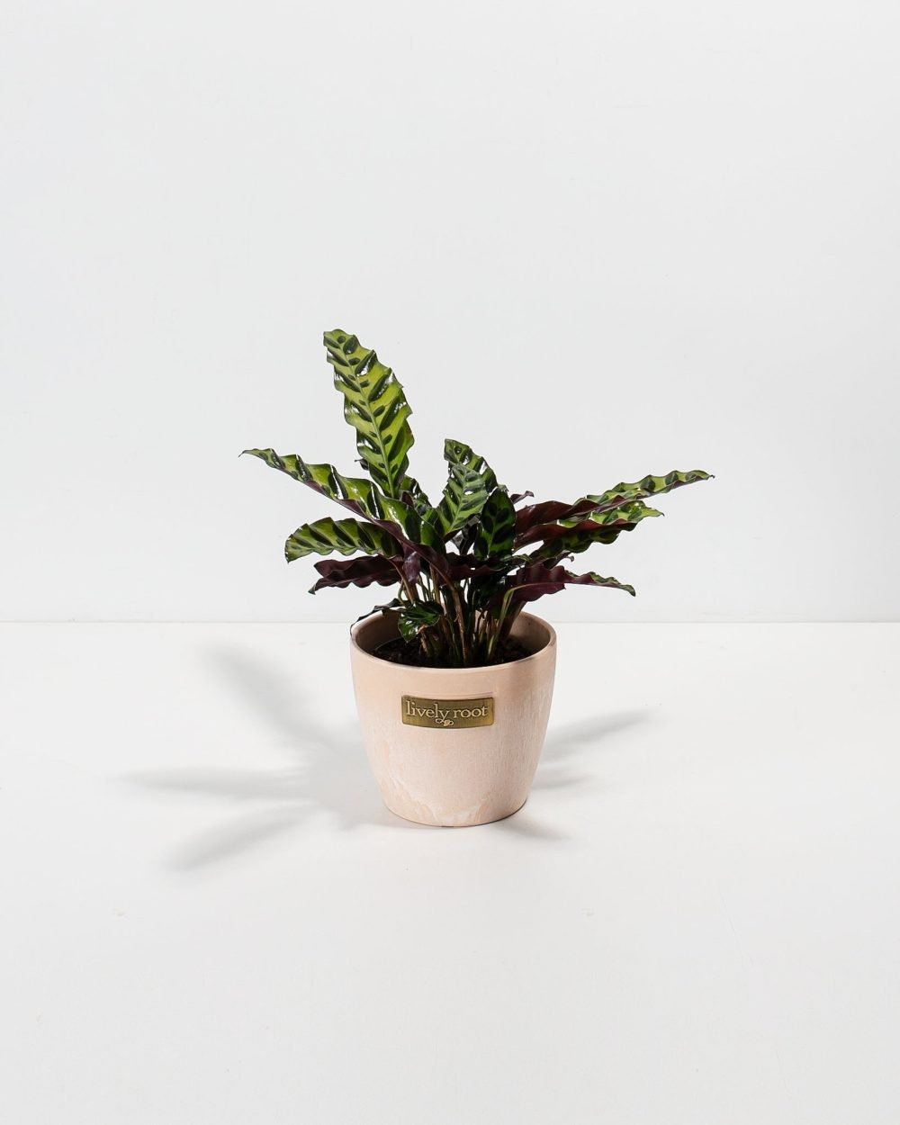 Calathea Rattlesnake - Image 8