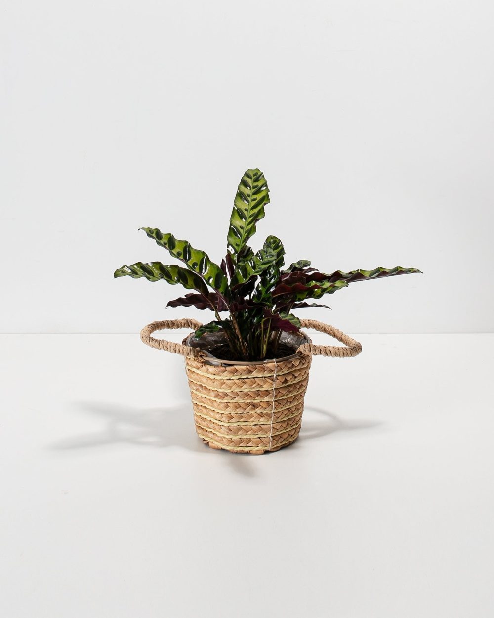 Calathea Rattlesnake - Image 13