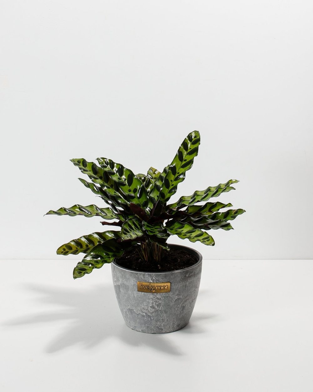 Calathea Rattlesnake - Image 10