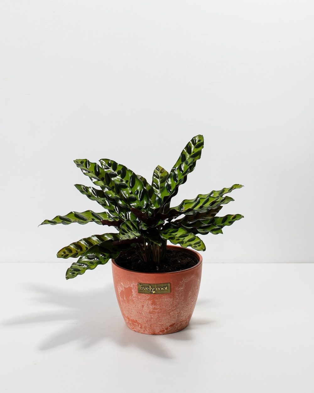 Calathea Rattlesnake - Image 11