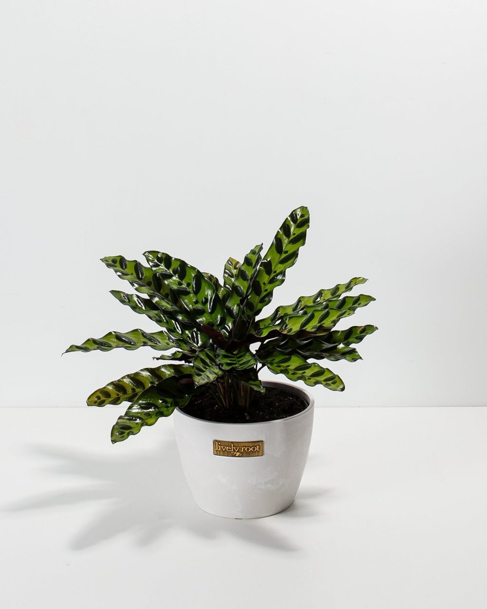 Calathea Rattlesnake - Image 9