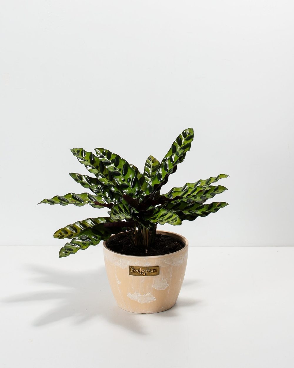 Calathea Rattlesnake - Image 12