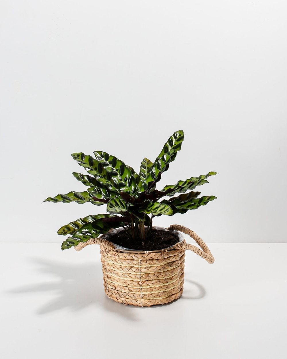 Calathea Rattlesnake - Image 14