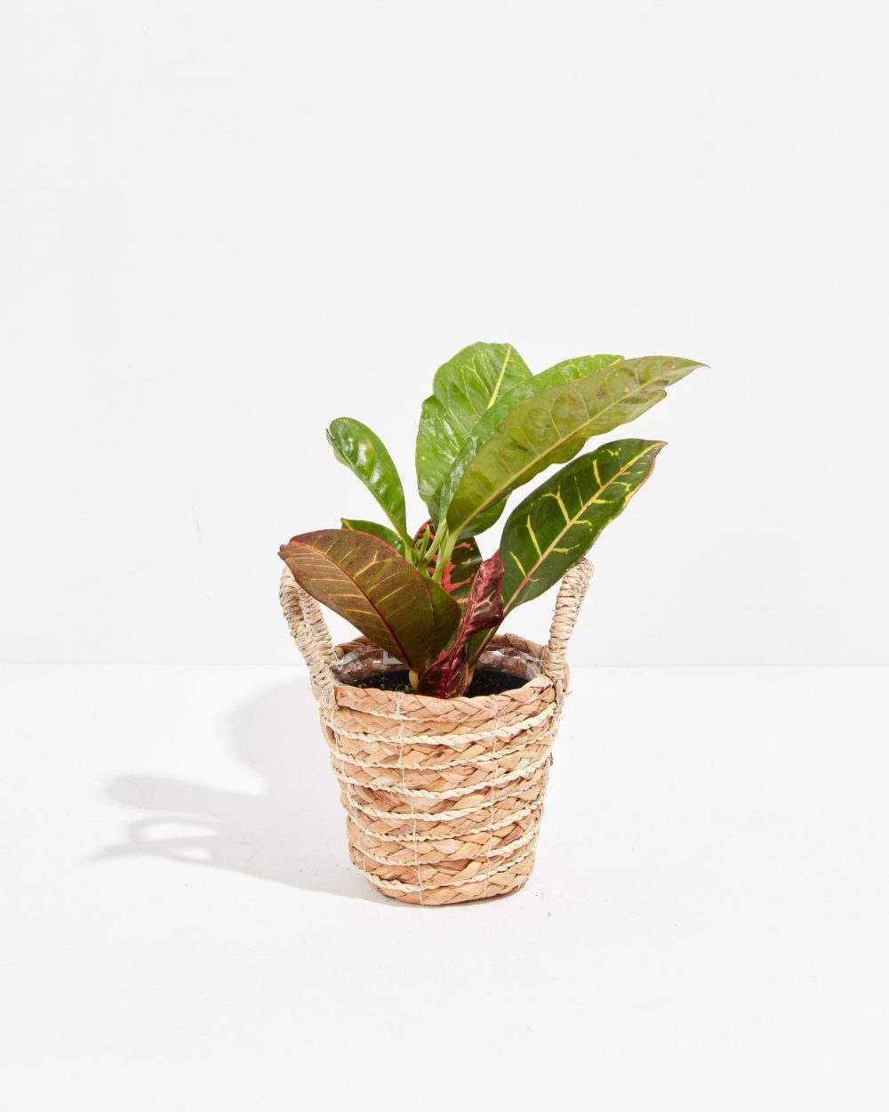 Petra Croton - Image 33