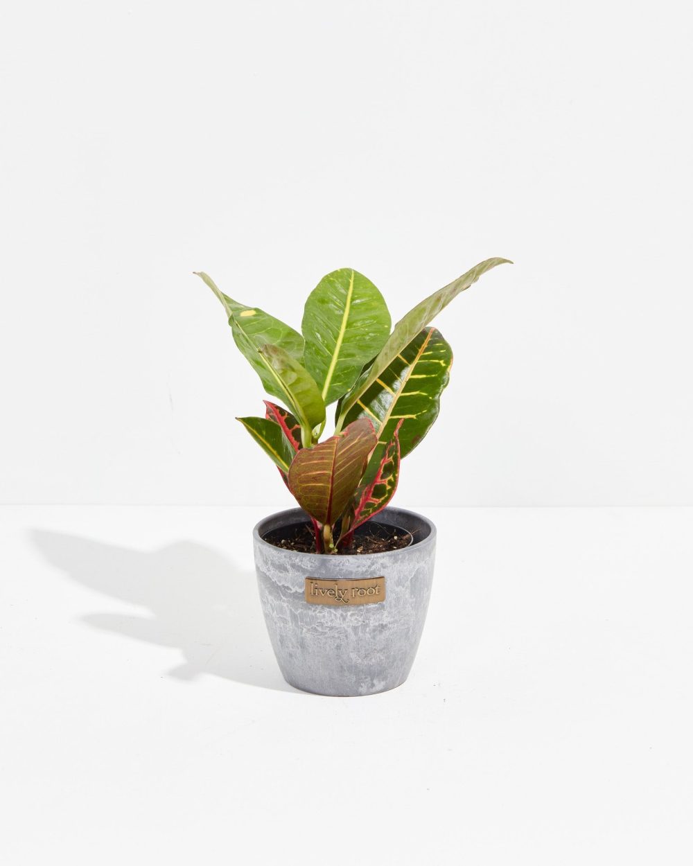 Petra Croton - Image 36