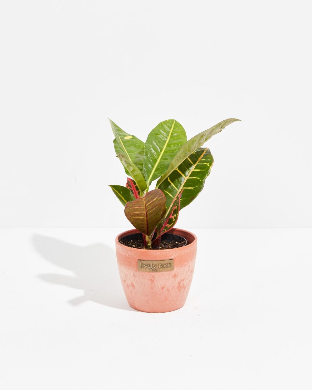 Petra Croton - Image 37