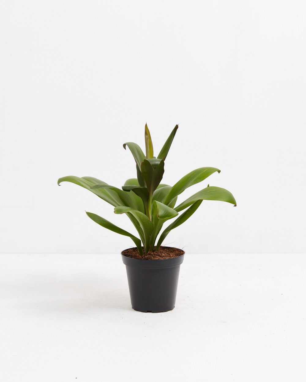 Cordyline fruticosa glauca (Good Luck Plant) - Image 5