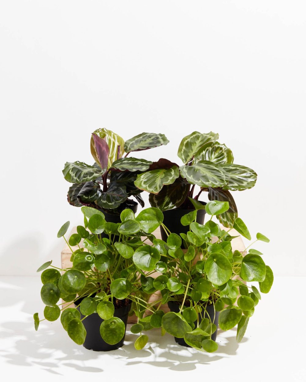 Pet Friendly Plant Subscription - Image 5