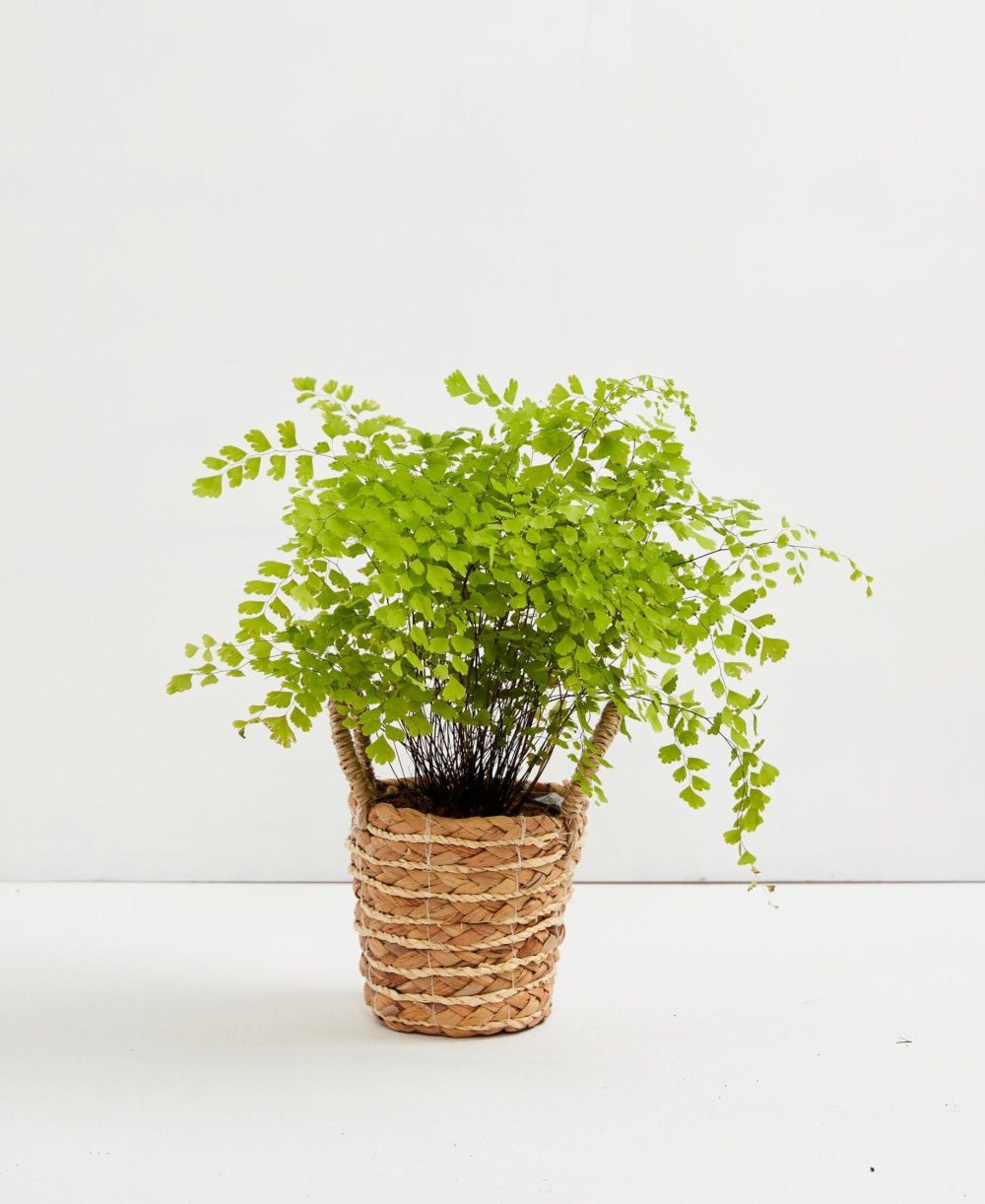 Maidenhair Fern - Image 7