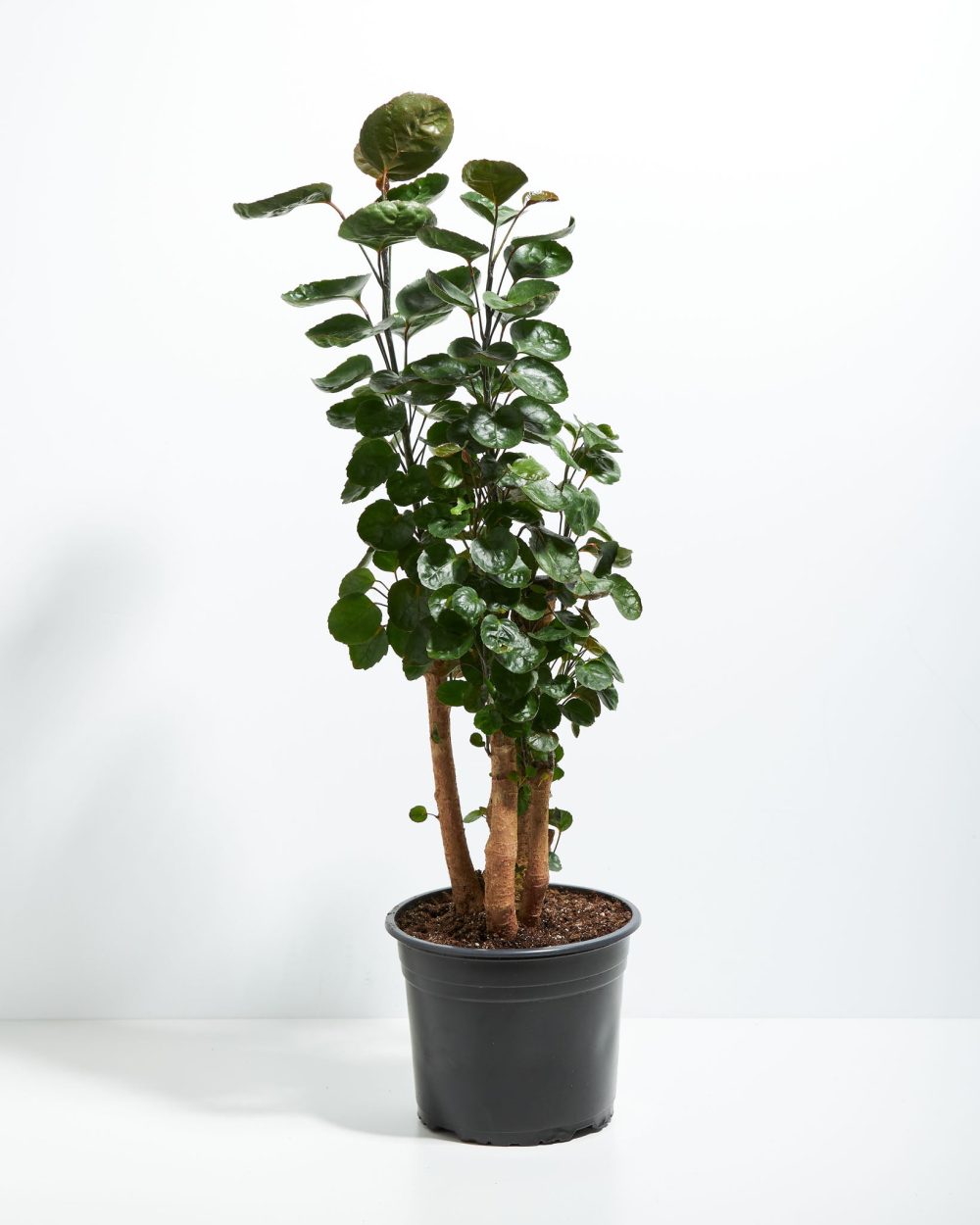 Aralia Fabian Stump - Image 5
