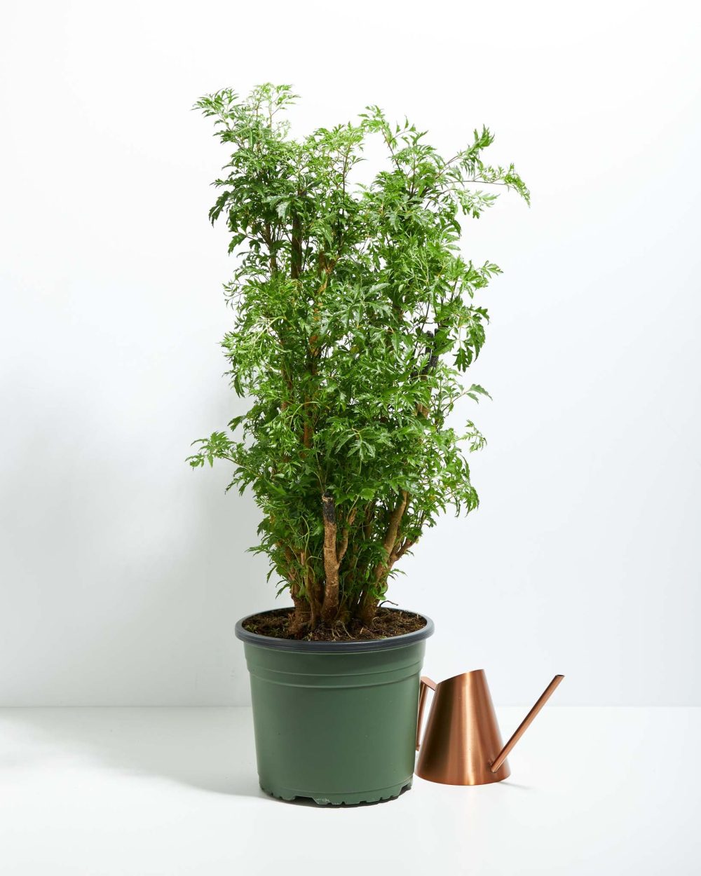 Aralia Ming Stump - Image 9