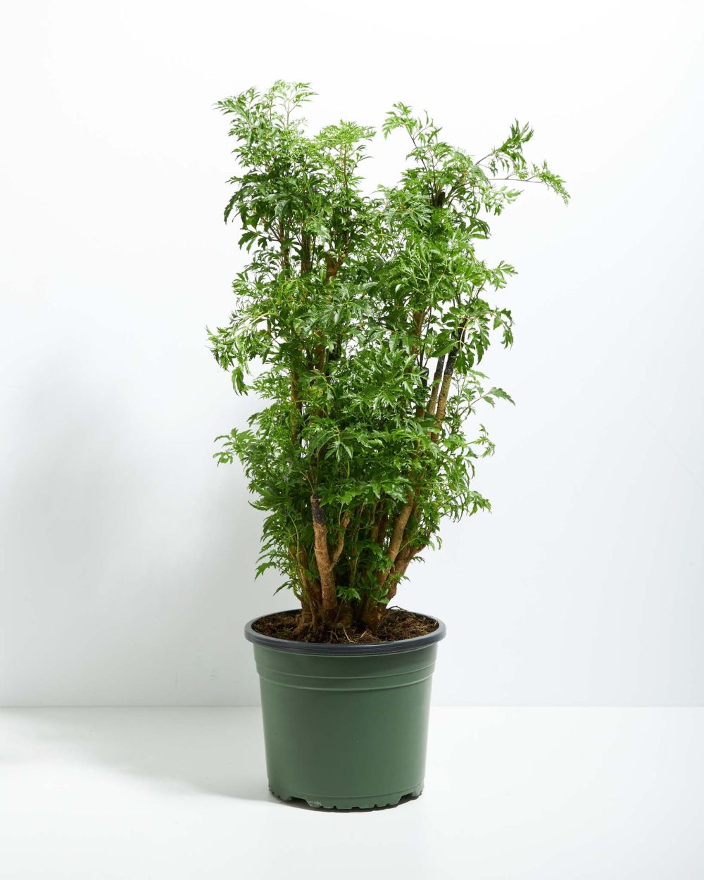 Aralia Ming Stump - Image 8