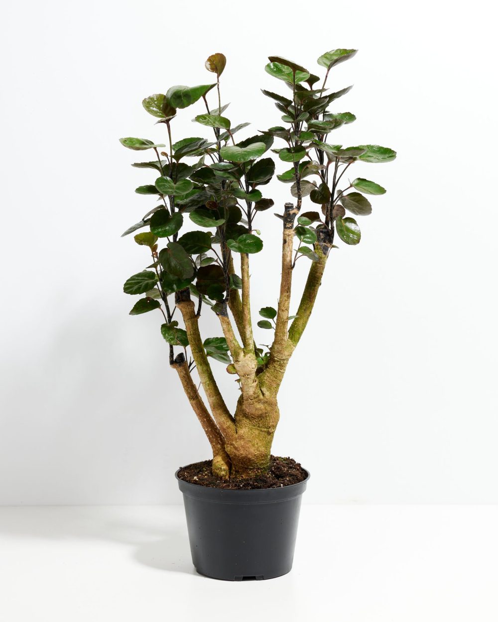 Aralia Fabian Stump - Image 4