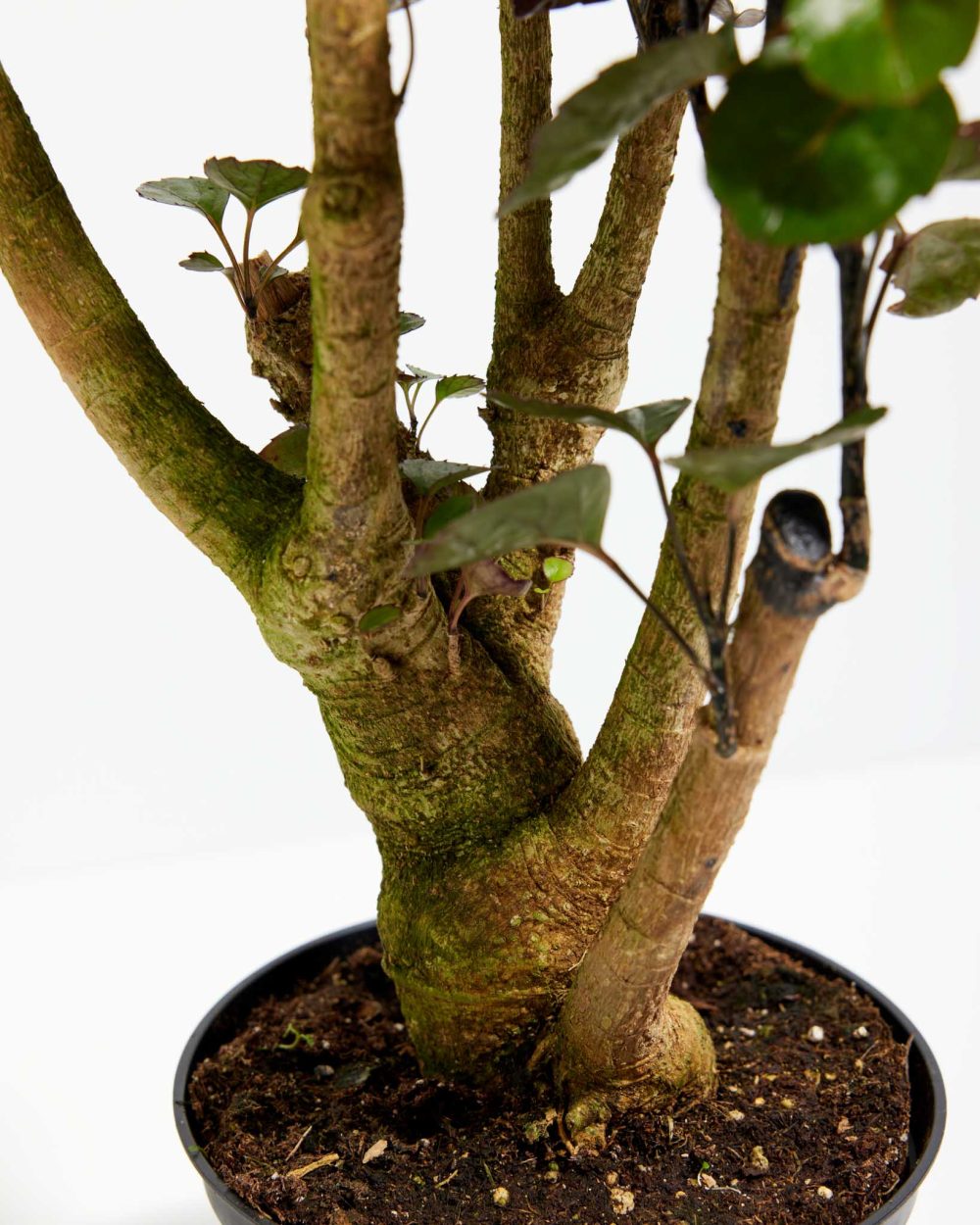 Aralia Fabian Stump - Image 3