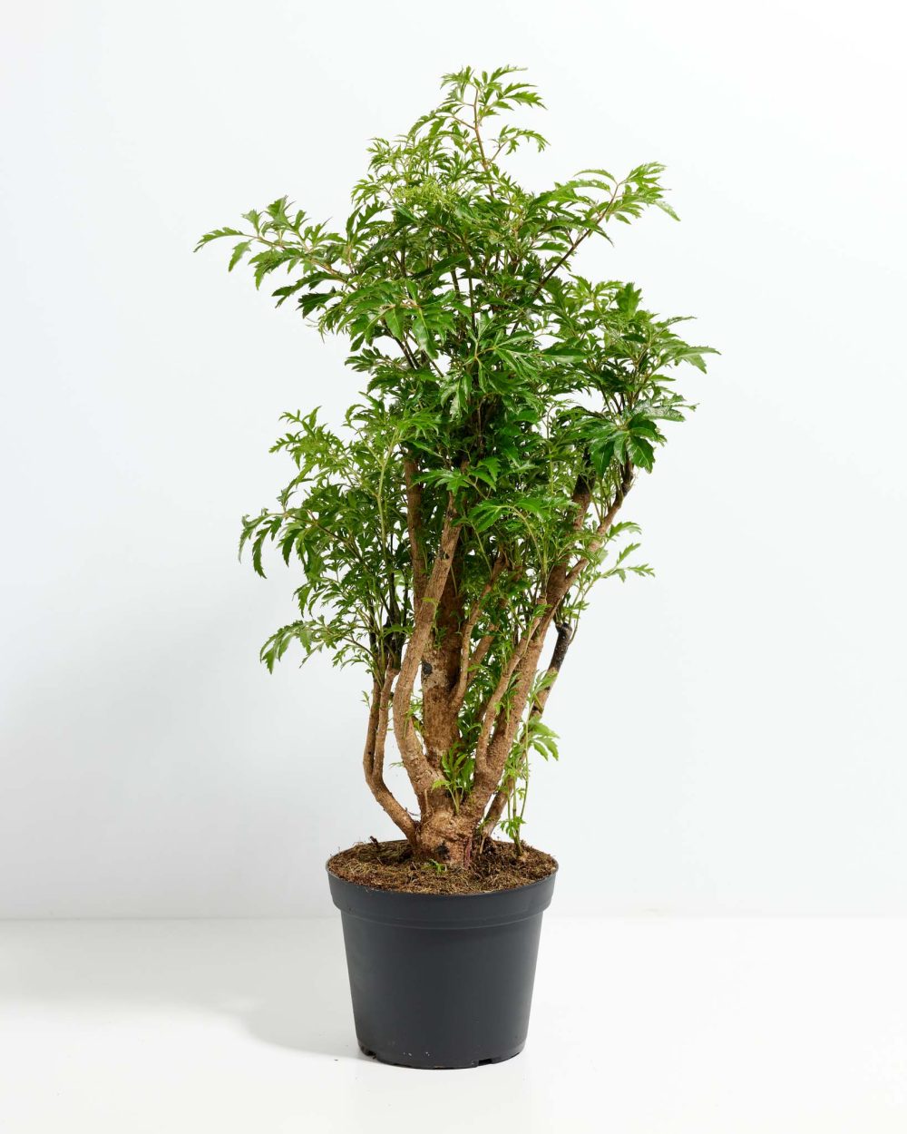 Aralia Ming Stump - Image 6