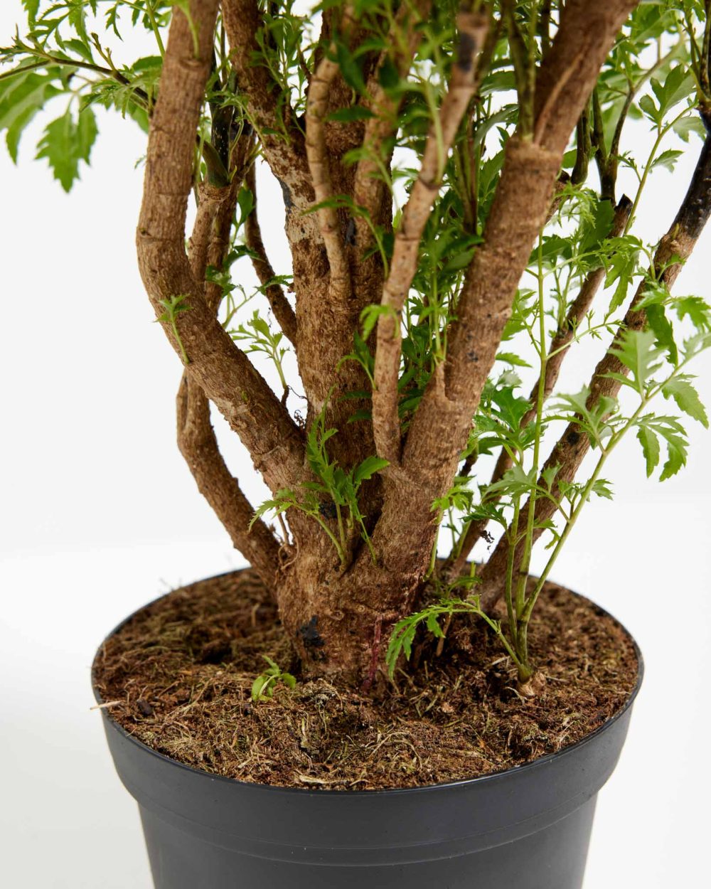 Aralia Ming Stump - Image 5