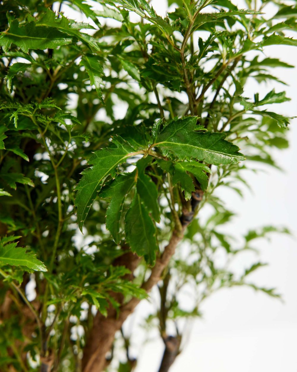 Aralia Ming Stump - Image 4