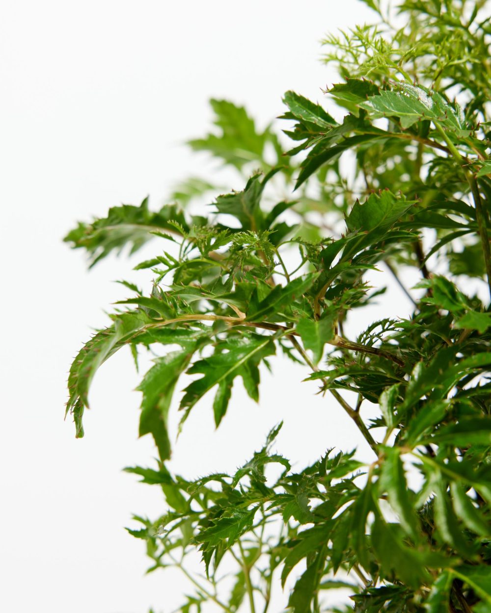 Aralia Ming Stump - Image 3