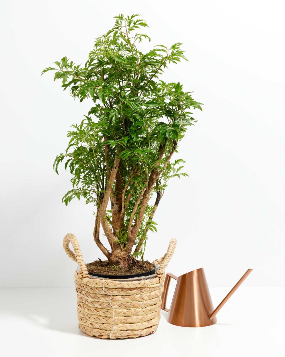 Aralia Ming Stump - Image 7