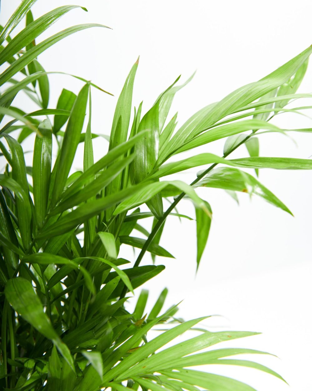 Neanthe Bella Palm - Image 4