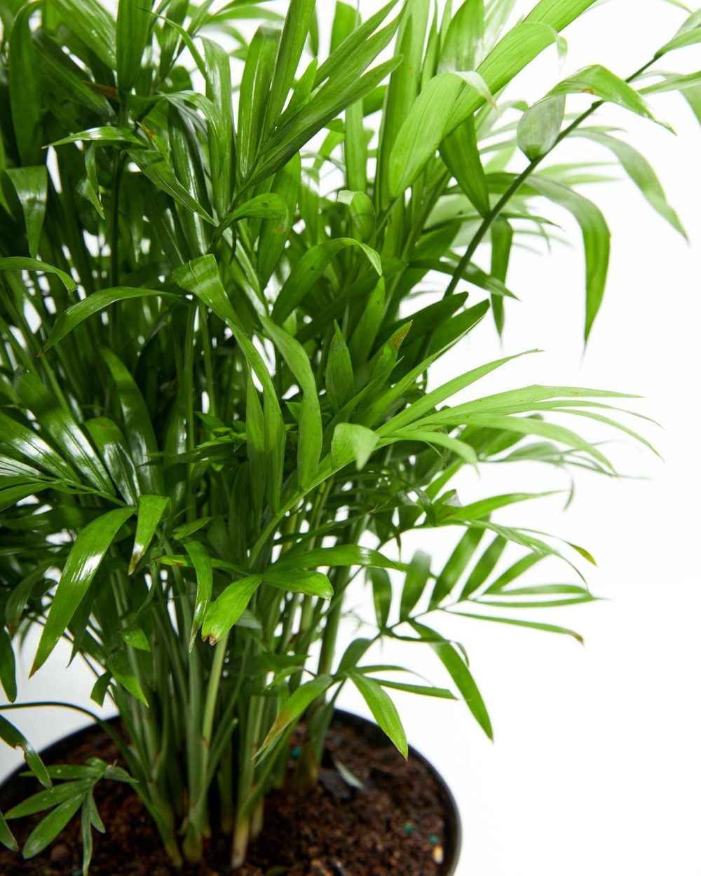 Neanthe Bella Palm - Image 5