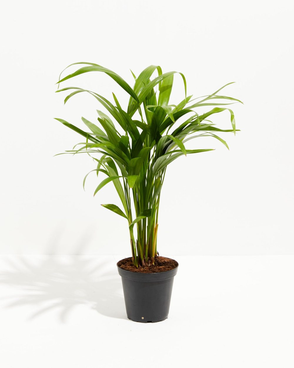 Areca Palm Indoor Tree - Image 9