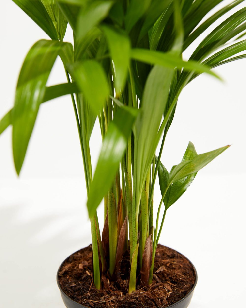 Areca Palm Indoor Tree - Image 6