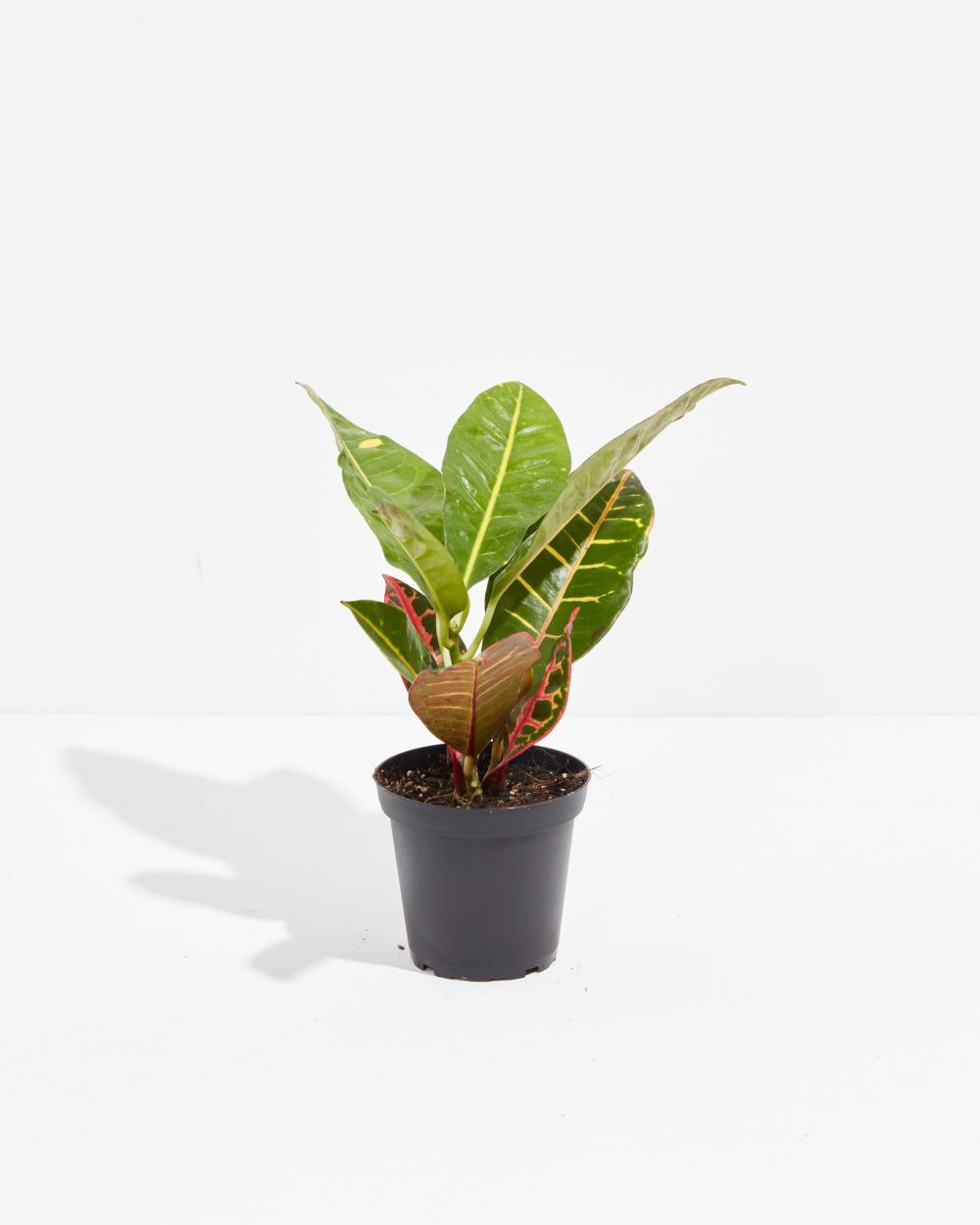 Petra Croton - Image 11