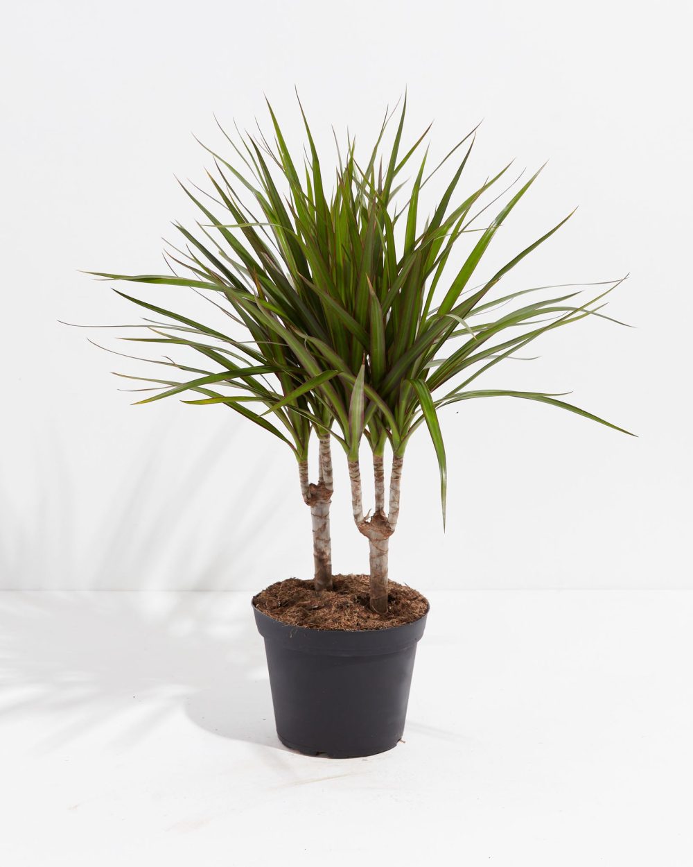 Dracaena Marginata (Dragon Tree Plant) - Image 14