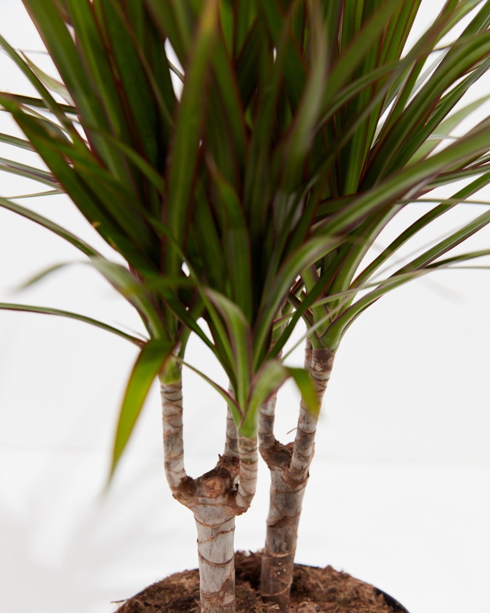 Dracaena Marginata (Dragon Tree Plant) - Image 11
