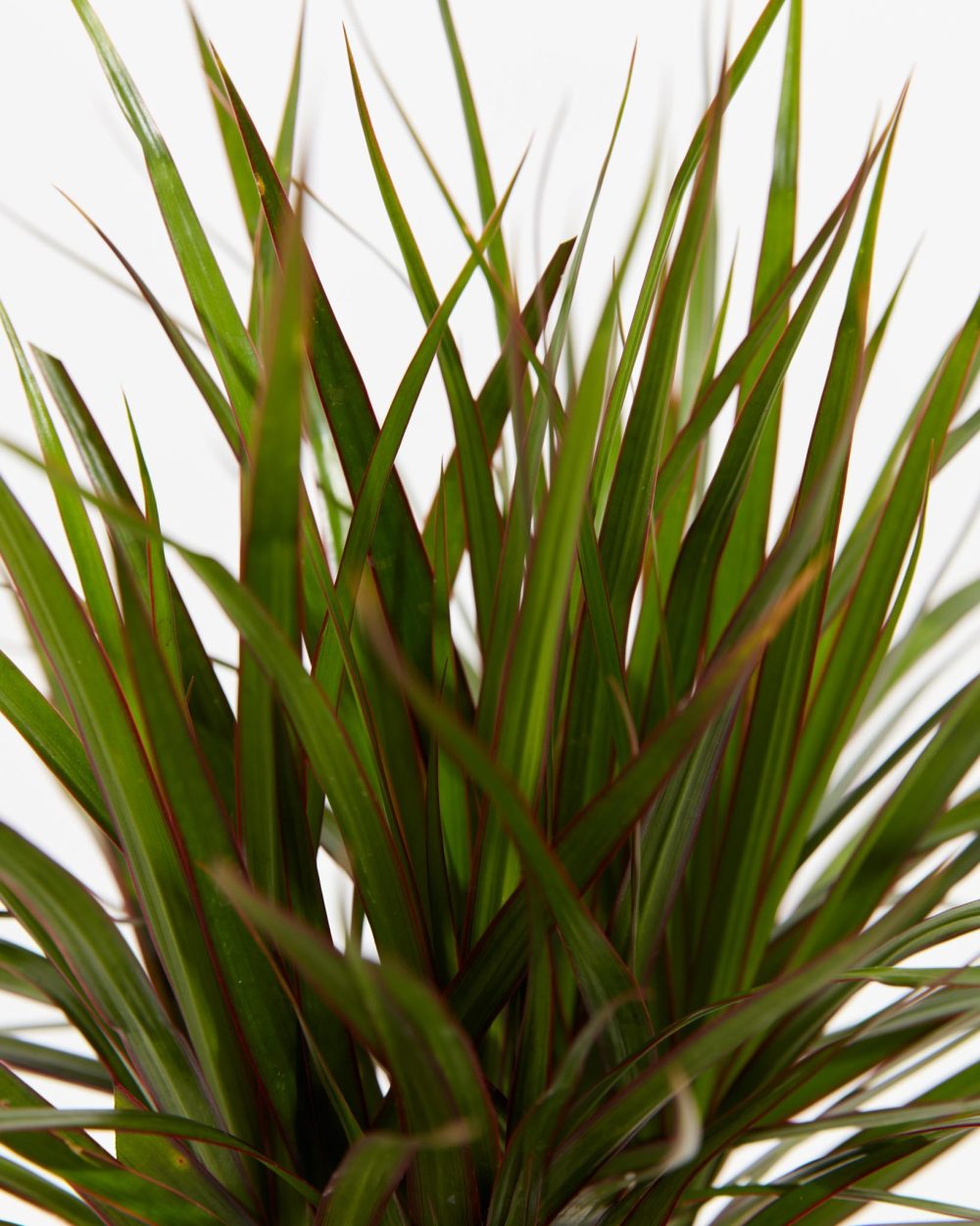 Dracaena Marginata (Dragon Tree Plant) - Image 12