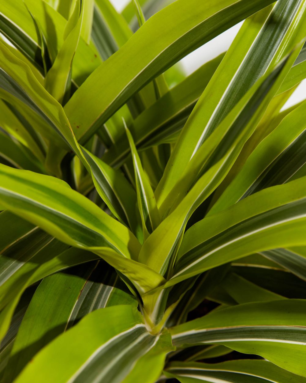 Dracaena Lemon Lime - Image 3