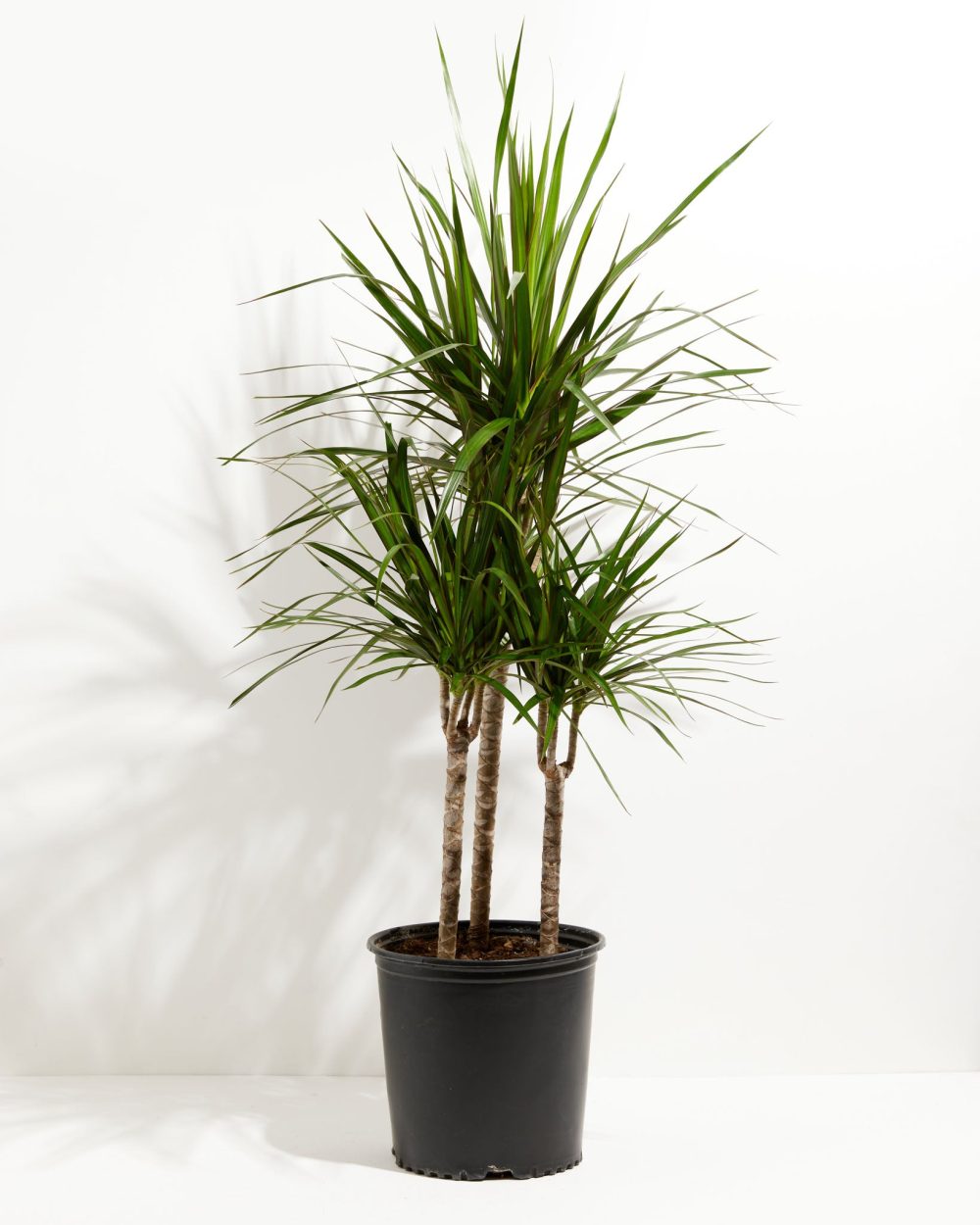 Dracaena Marginata (Dragon Tree Plant) - Image 18