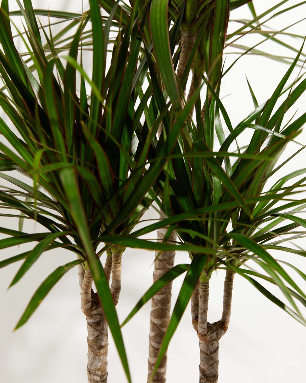 Dracaena Marginata (Dragon Tree Plant) - Image 15