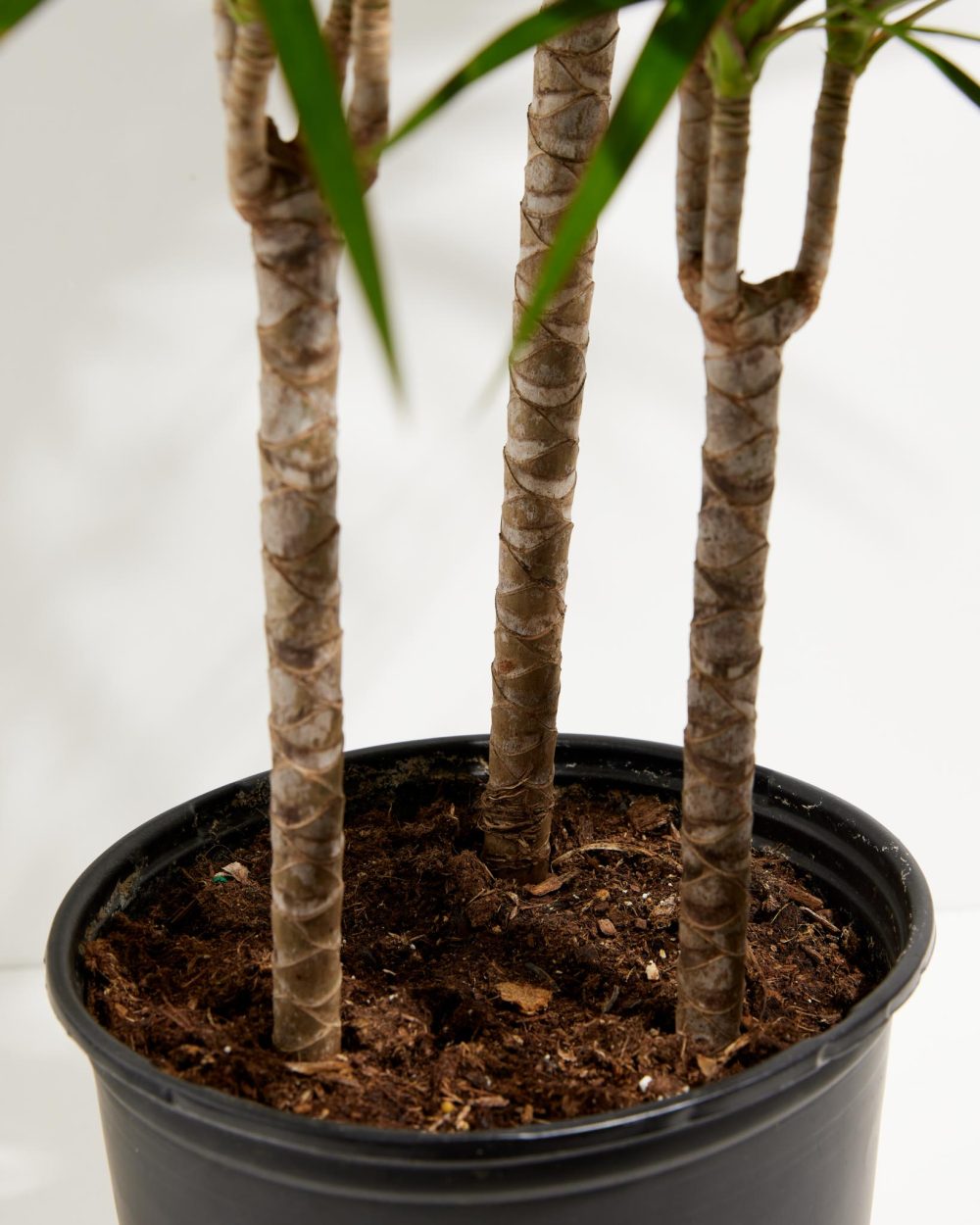 Dracaena Marginata (Dragon Tree Plant) - Image 16