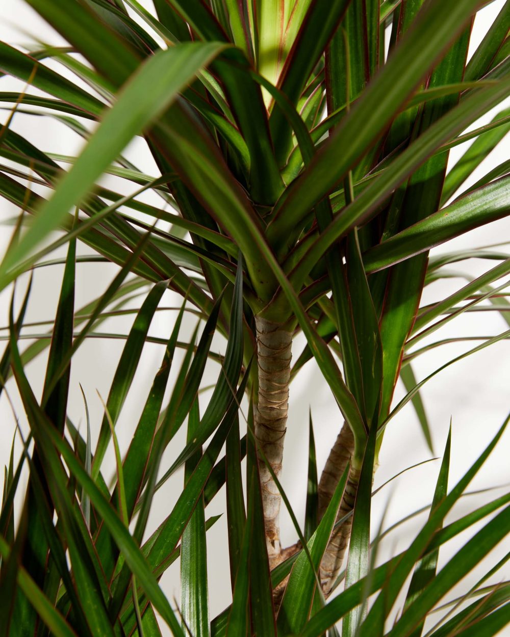 Dracaena Marginata (Dragon Tree Plant) - Image 17