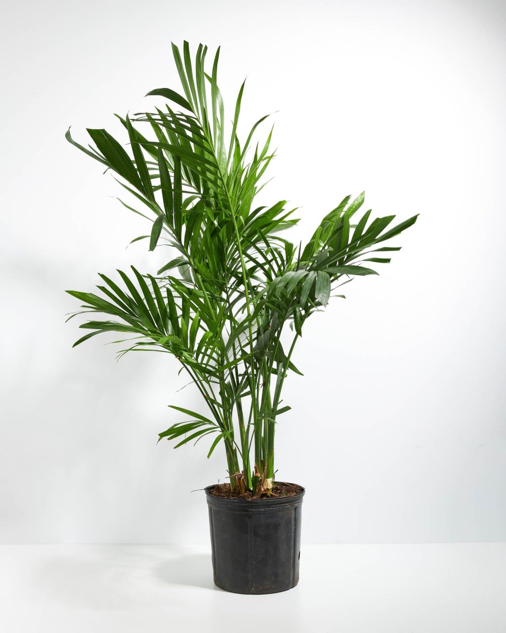 Areca Palm Indoor Tree - Image 15
